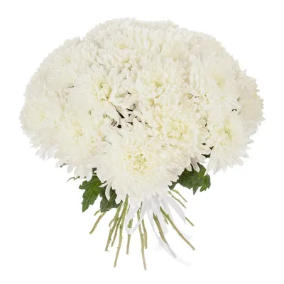Хризантема белая сантини – купить хризантемы в Москве от Barkarole