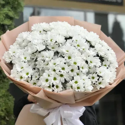 51 белая крупная хризантема за 29 690 руб. | Бесплатная доставка цветов по  Москве