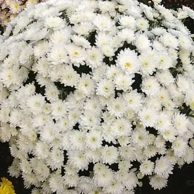 Купить Кустовая белая хризантема из каталога Хризантемы в Костроме -  «Азалия».