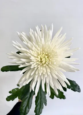Хризантема одноголовая белая - Каталог - Butterfly-Flower.ru