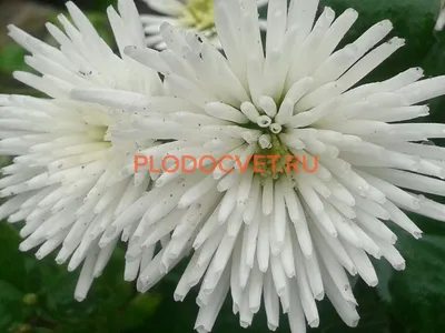 41 белая кустовая хризантема за 11 890 руб. | Бесплатная доставка цветов по  Москве