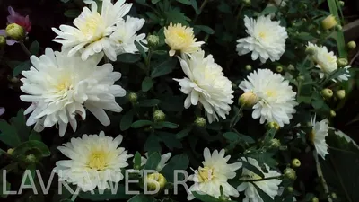 Хризантема Белая ромашка (усл) - Сад цветов - Магазин рассады цветов в  Барнауле