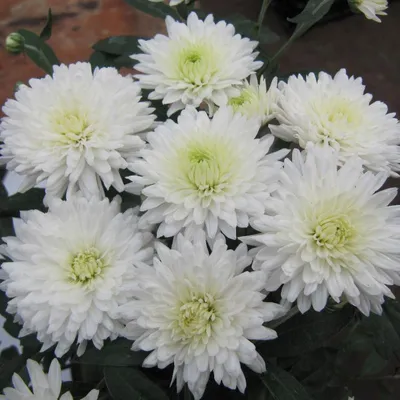 Хризантема белая мелкая — Купити квіти в Україні