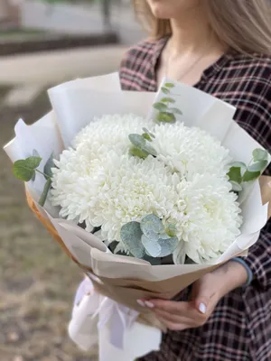 Хризантема белая Этруско | купить недорого | доставка по Москве и области