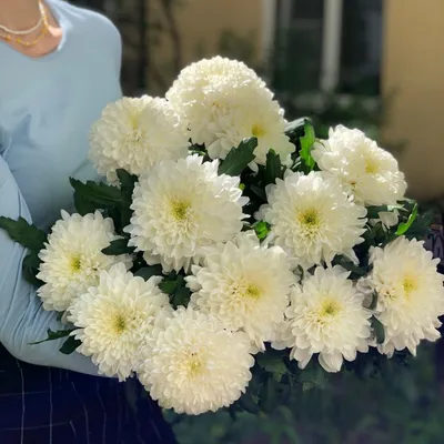 Хризантема Махровая Белая – купить, уход, цена в интернет-магазине  комнатных растений.