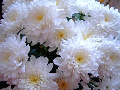 Хризантема кустовая белая 11 шт. купить с доставкой в Москве. Цена от 2530 ₽