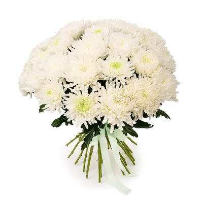 Хризантема \"Zembla\" белая - Жарден. Оптово-розничные продажи цветов и  растений в Уральском регионе.