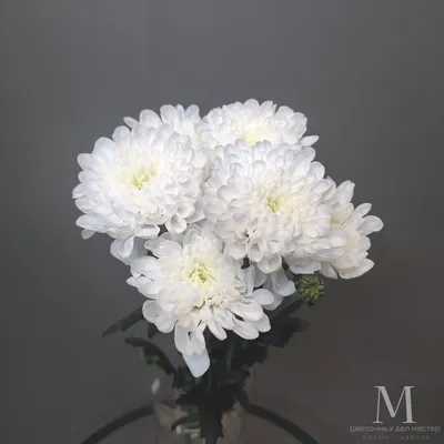 Хризантема одноголовая Зембла белая от интернет-магазина Цветландия 24