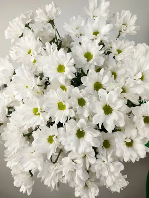 Букет из 21 белой хризантемы | купить недорого | доставка по Москве и  области