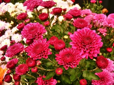 Chrysanthemum Paludosum Marsh Flowers Seeds From Ukraine - Etsy Israel