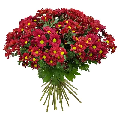 Chrysanthemum Paludosum Marsh Flowers Seeds From Ukraine - Etsy Norway