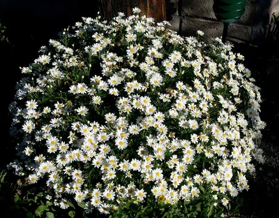 Хризантема болотная Chrysanthemum paludosum | Сад Дом Кулинария