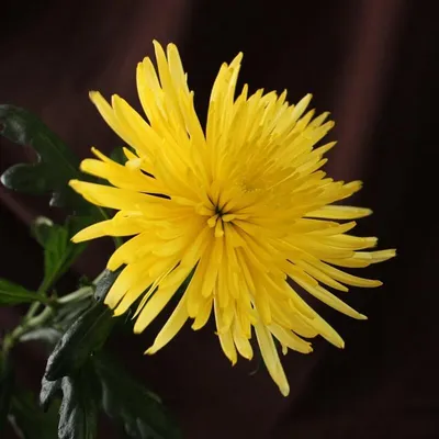 Файл:Hieracium floribundum 1 (5097296301).jpg — Википедия