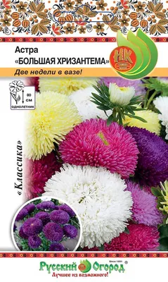 Хризантема большая каралового цвета …» — создано в Шедевруме