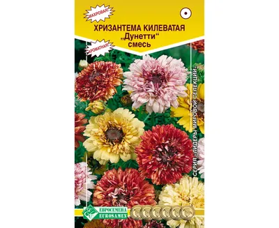 Хризантема Дунетти махровая смесь (Гавр) — Семена для Сибири