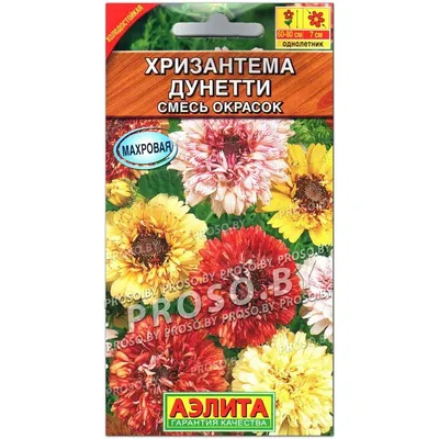 Хризантема килеватая Дунетти не хуже циннии, но проще в выращивании |  уДачный выбор | Дзен