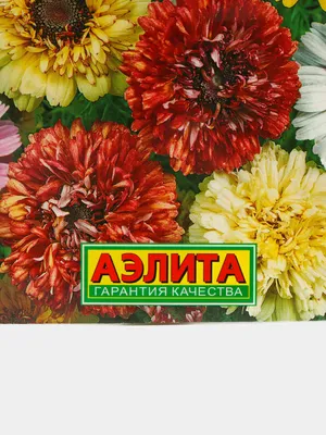 Хризантема килеватая Дунетти не хуже циннии, но проще в выращивании |  уДачный выбор | Дзен