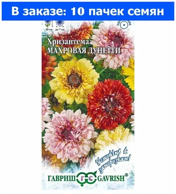 Хризантема килеватая Дунетти не хуже циннии, но проще в выращивании |  уДачный выбор | Дзен