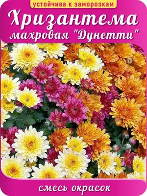 Хризантема Дунетти, смесь окрасок, купить саженцы Хризантемы Дунетти, смеси  окрасок в Москве в питомнике недорого!