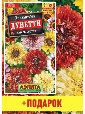 Хризантема килеватая дунетти (71 фото) »