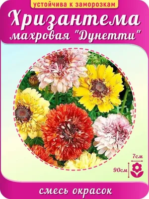 Хризантема килеватая дунетти (71 фото) »