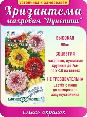 Хризантема Дунетти семена 50 ШТ | AliExpress