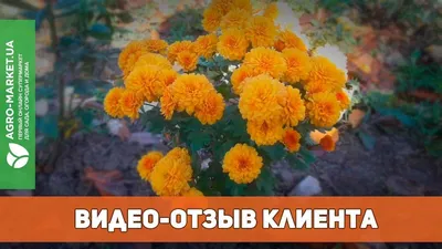 Хризантемы однолетние Орешка Хризантема - купить по выгодным ценам в  интернет-магазине OZON (300109539)