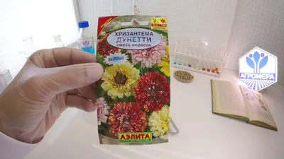 Калибрахоа, петуния, остеоспермум, кларкия, хризантема Дунетти - какие  попали в любимчики | уДачный выбор | Дзен