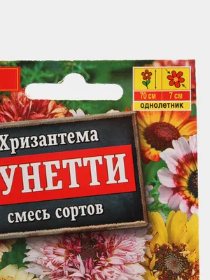 Хризантема Дунетти смесь окрасок - YouTube