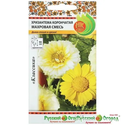 Хризантема стожары - 61 фото