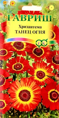 Картинка Хризантема Дунетти » Хризантемы картинки скачать бесплатно (125  фото) - Картинки 24 » Картинки 24 - скачать картинки бесплатно