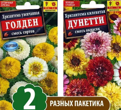 Хризантема Дунетти, смесь окрасок Гавриш