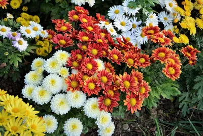 Хризантема индийская с двойным цветком 12Х27 см по цене 238 ₽/шт. купить в  Новокузнецке в интернет-магазине Леруа Мерлен