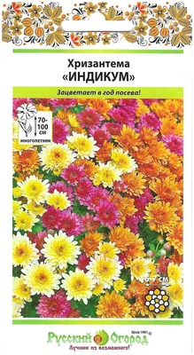 Хризантема индийская (Chrysanthemum indicum) — описание, выращивание, фото  | на LePlants.ru