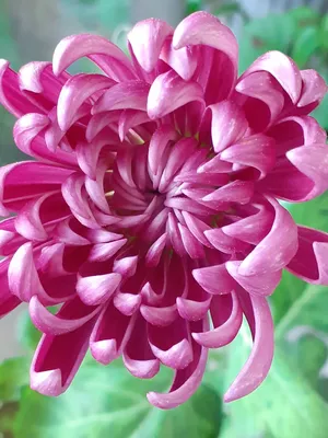 Семена цветов Хризантема индийская \"Индикум\", смесь, 50 шт (10258795) -  Купить по цене от 16.50 руб. | Интернет магазин SIMA-LAND.RU