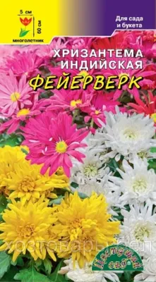 Чем индийская хризантема отличается от корейcкой? | Цветочный калейдоскоп |  Дзен