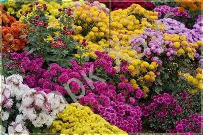 Хризантема Индийская Фейерверк 0,02г Одн 60см (Цвет сад) (ID#176216307),  цена: 1.83 руб., купить на Deal.by