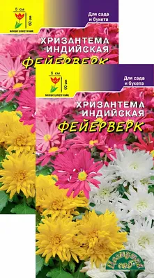 Фотографии - Хризантема индийская - Хризантема - Красивоцветущие растения -  Комнатные растения - GreenInfo.ru