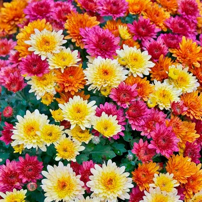 Цветы Хризантема Осенний букет индийская ЦВ/П (ГАВРИШ) 0,05гр многолетник  до 50см