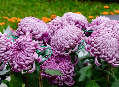 Chrysanthemum indicum L., Хризантема индийская (World flora) - Pl@ntNet  identify