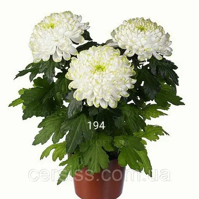 Хризантема индийская \"Ciao\" (низкорослая среднецветковая) - Садовые цветы -  купить в Одессе, Украине по цене 48 грн - Agro-Market