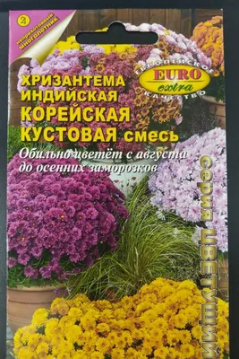 Яркие хризантемы для Подмосковья | Фаско – надежный уход за садом-огородом  | Дзен
