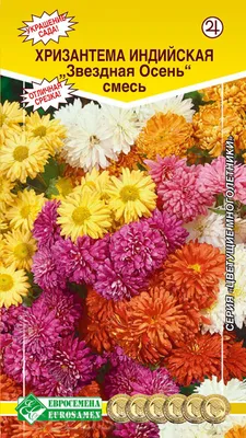 Хризантема индийская Космо фреш лайм, Chrysanthemum Cosmo Fresh Lime  (ID#1644894627), цена: 47 ₴, купить на Prom.ua