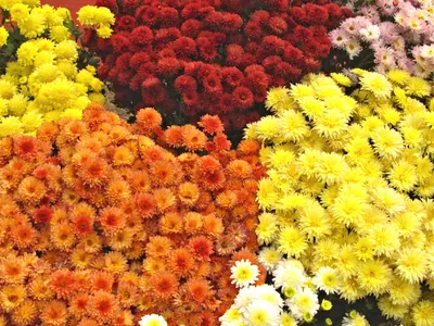 Семена цветов \"Хризантема Индийская крупноцветковая\", смесь окрасок,  многолетник, 0,05 г купить по цене 90 ₽ в интернет-магазине KazanExpress