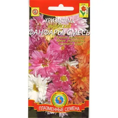 Как вырастить в саду нарядные крупноцветковые индийские хризантемы | Есть  идеи | Дзен