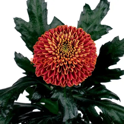 Хризантема индийская микс d17 см купить недорого в интернет-магазине  товаров для сада Бауцентр