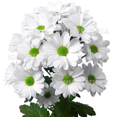 Срезанные цветы ассортимент: Хризантема куст. Кеннеди