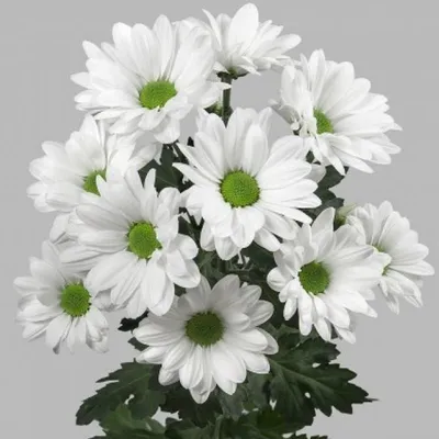 Купить Великолепные Хризантемы «Моно букет #4 из хризантем «Джу»» в Троицке  - «Я люблю цветы»