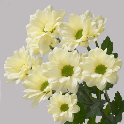 Хризантема кеннеди - фото и картинки: 66 штук