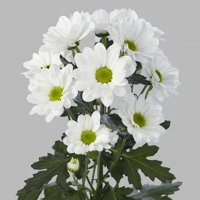 Хризантема Ромашка» купить в Калининграде, цена с доставкой | Цветы  Голландии